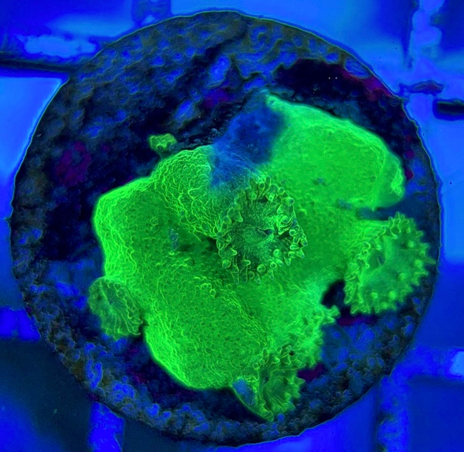 Aussie Neon Pagoda Cup Coral ANPCC051302 WYSIWYG