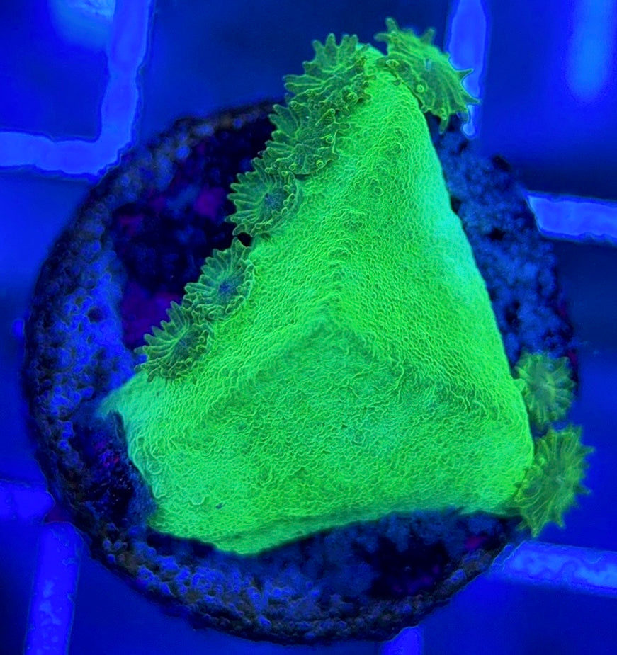 Aussie Neon Pagoda Cup Coral ANPCC051303 WYSIWYG