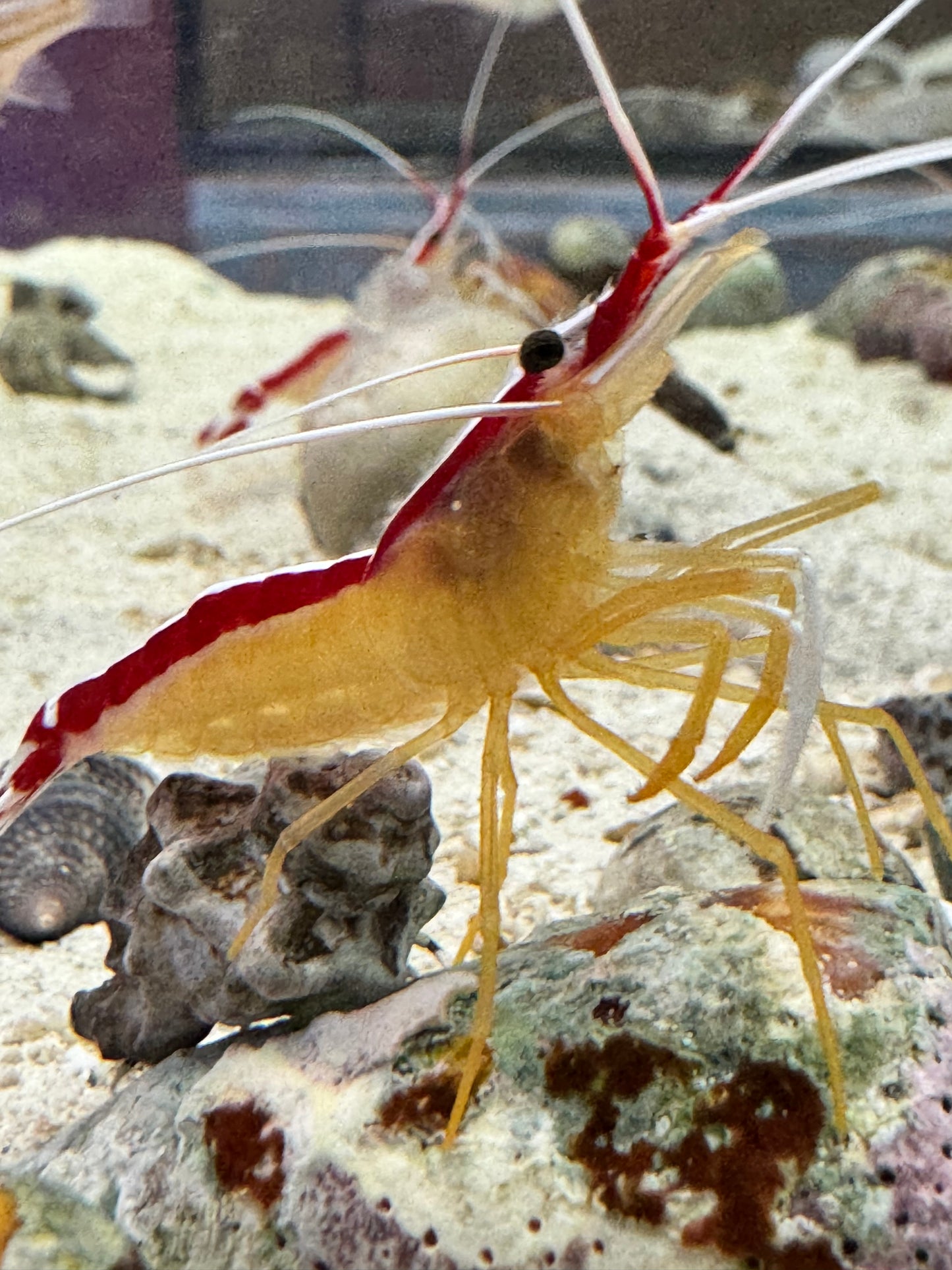 Scarlet Cleaner Shrimp SCS040501 WYSIWYG
