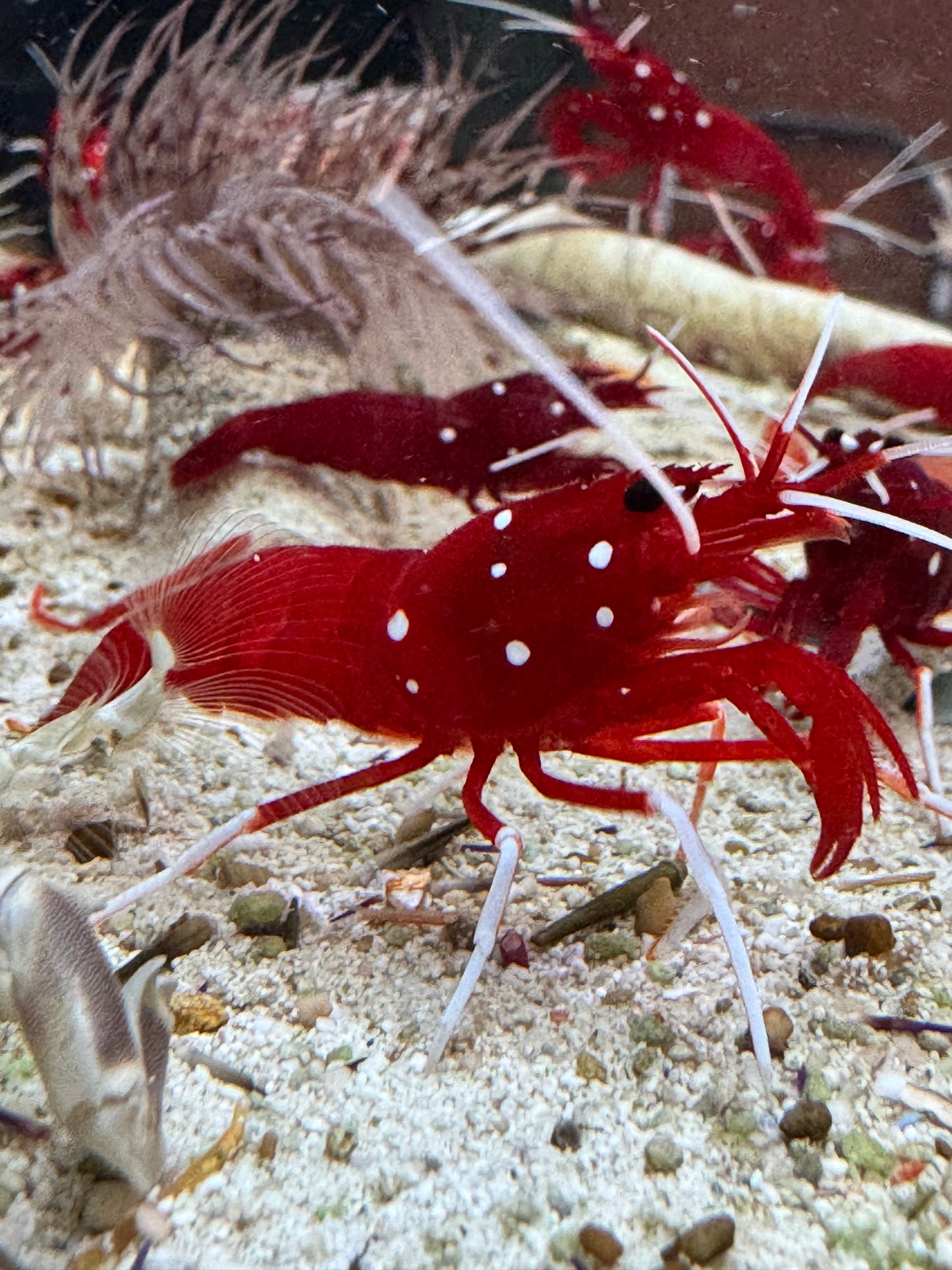 Fire Shrimp FS040601 WYSIWYG