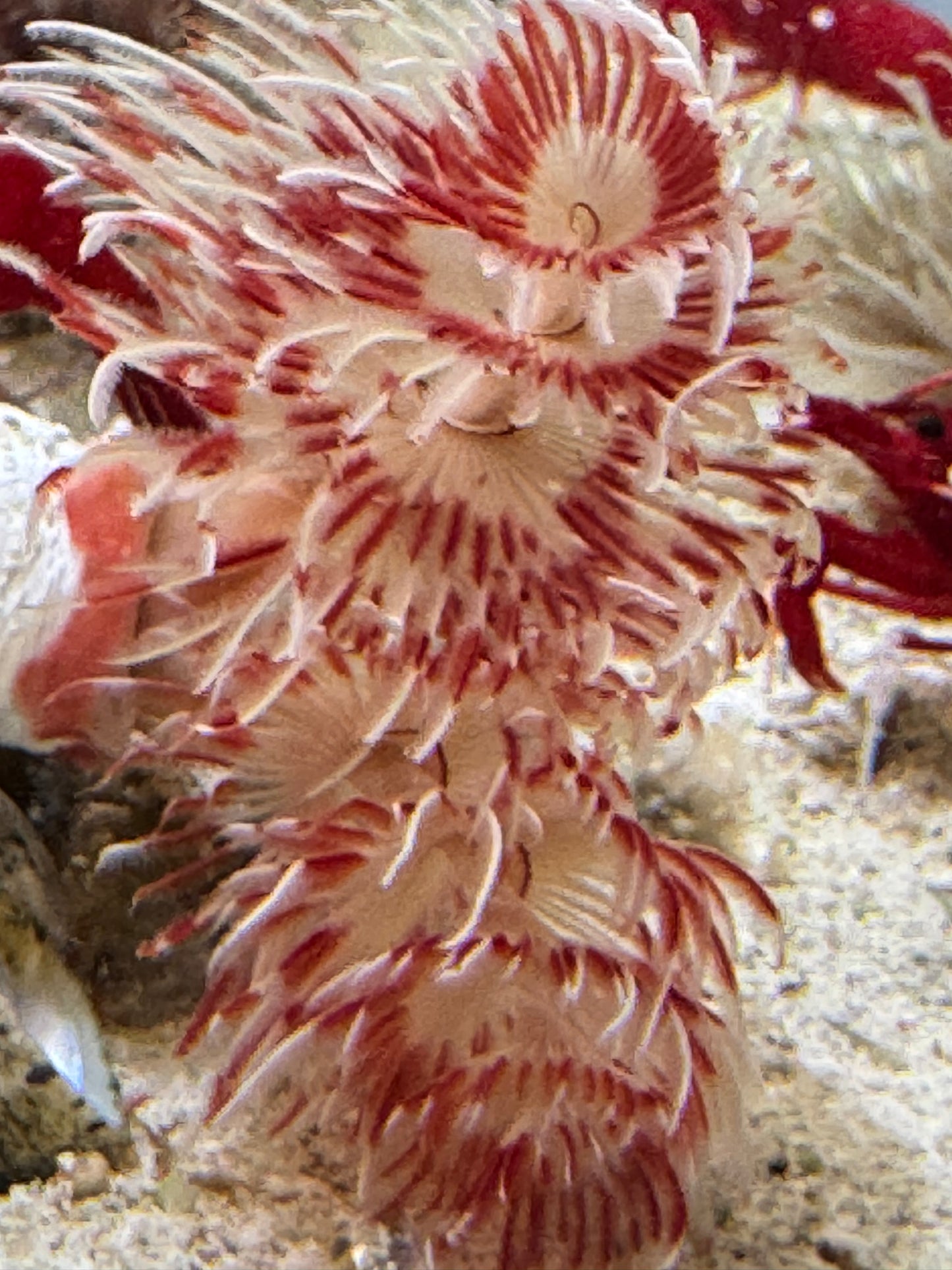 White Hard Shell Red Coco Worm WHSRW040601 WYSIWYG