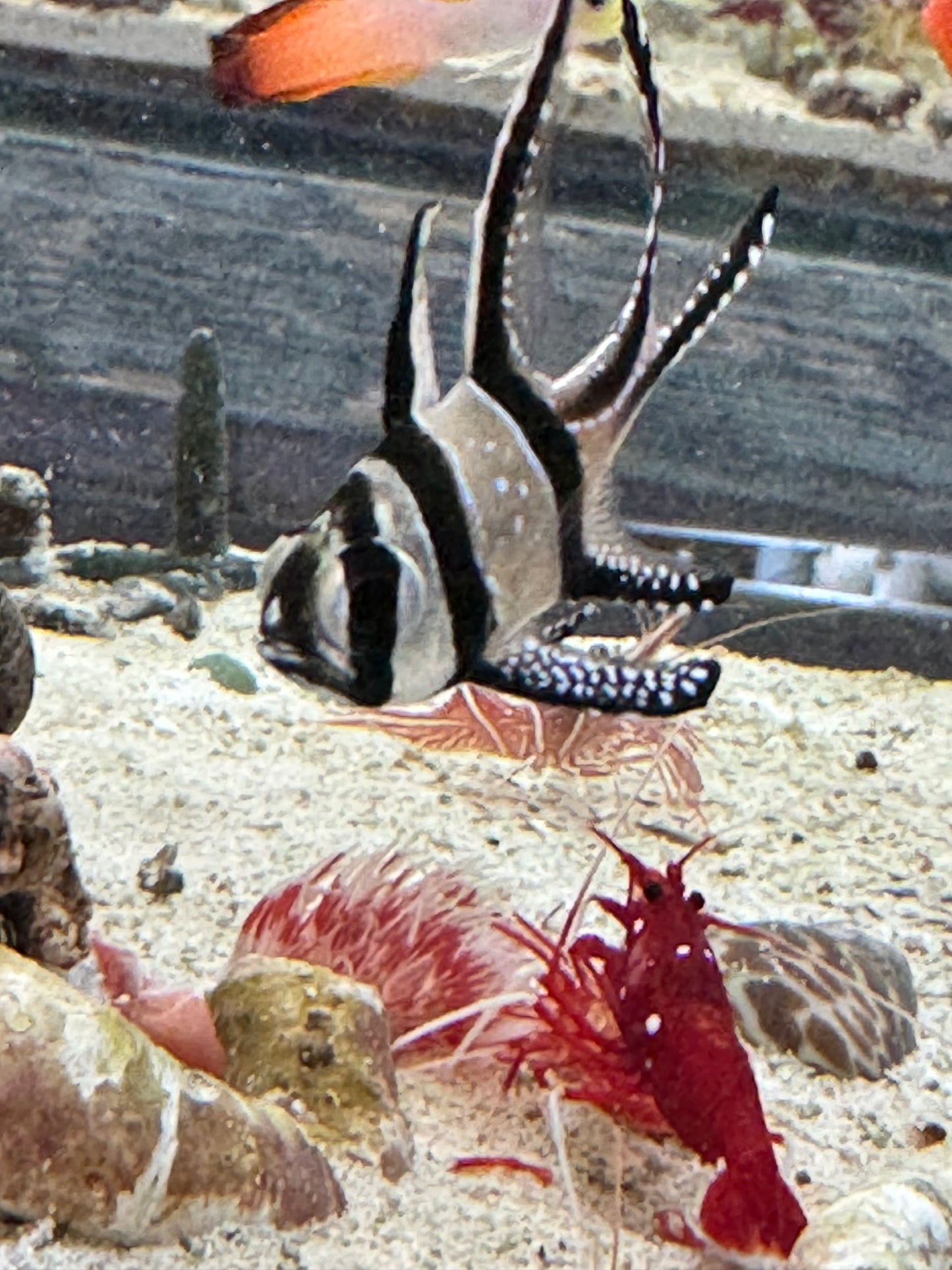 Banggai Cardinal Fish BCF040601 WYSIWYG