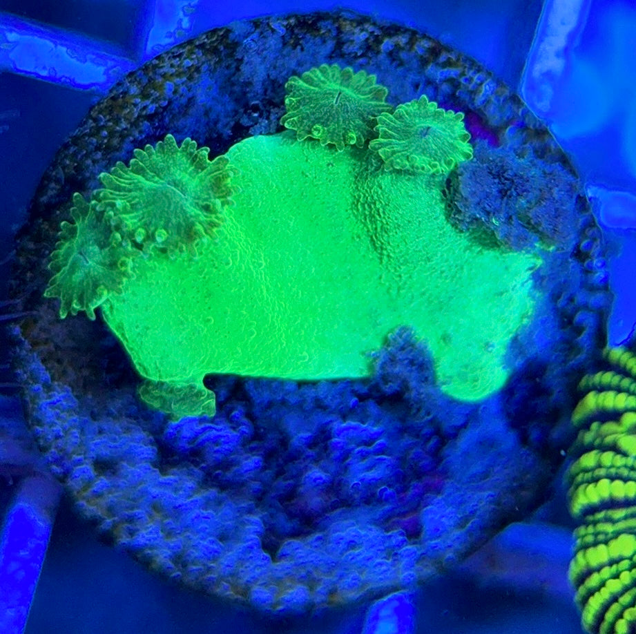 Aussie Neon Pagoda Cup Coral ANPCC051304 WYSIWYG