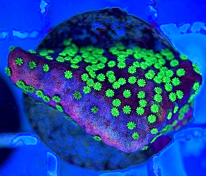 VA Supernatural Montipora VSM051304 WYSIWYG