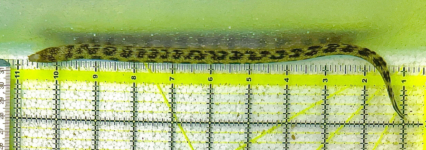 Snowflake Eel SE111904 WYSIWYG Size: S 10" approx