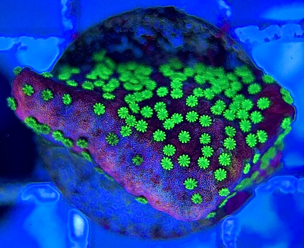 VA Supernatural Montipora VSM051304 WYSIWYG