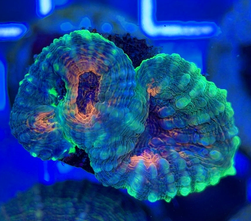 Molten Lava Lobophyllia MLL051302 WYSIWYG