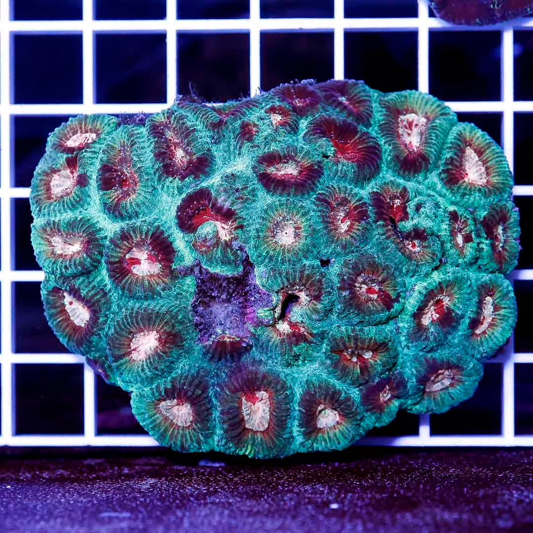 Aussie Met Prism Favia Mother Colony AMPFMC030501 WYSIWYG
