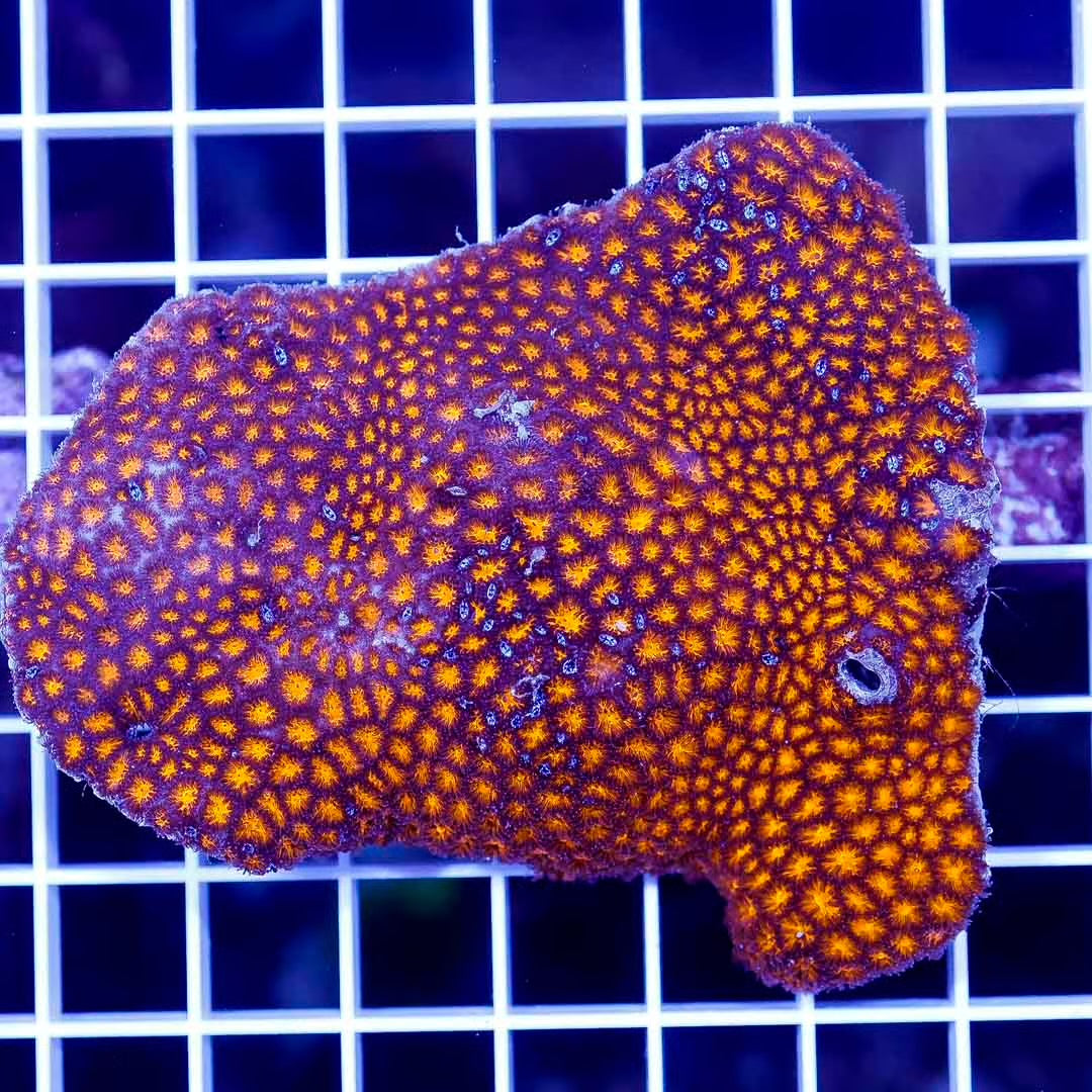 Aussie Ultra Lepthastrea Mother Colony AULMC030502 WYSIWYG