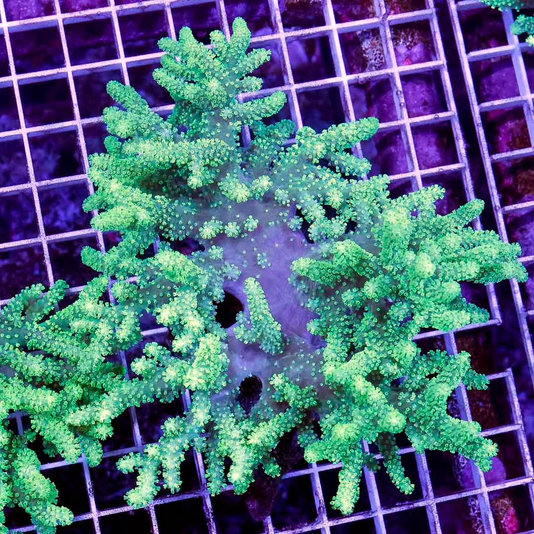 Aussie Neon Sinularia Mother Colony ANSMC030501 WYSIWYG