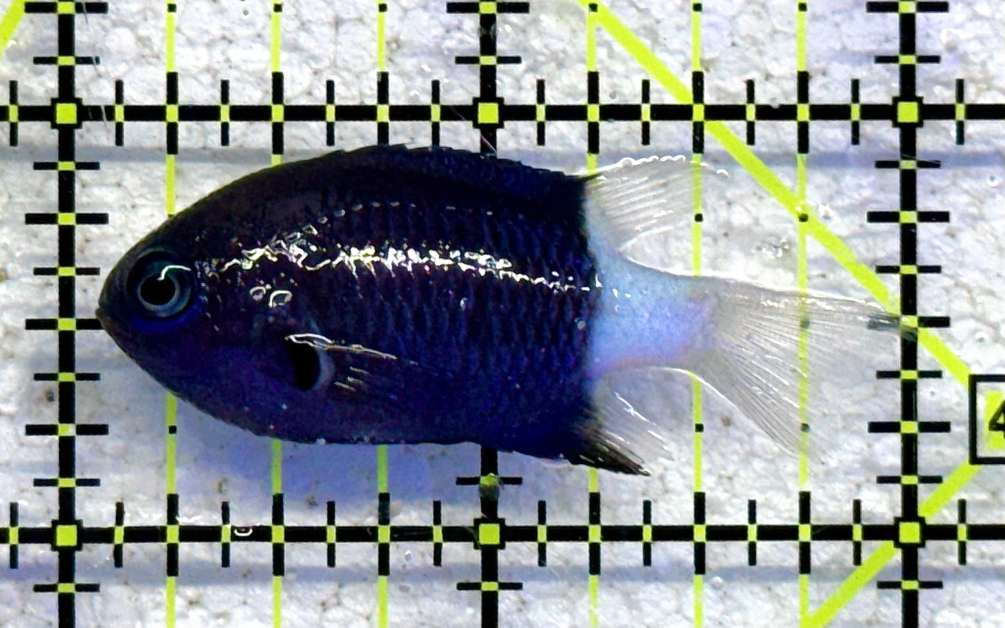 Bicolor Chromis BC041101 WYSIWYG Size: S 2" approx