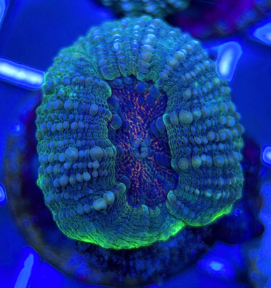 Molten Lava Lobophyllia MLL051304 WYSIWYG