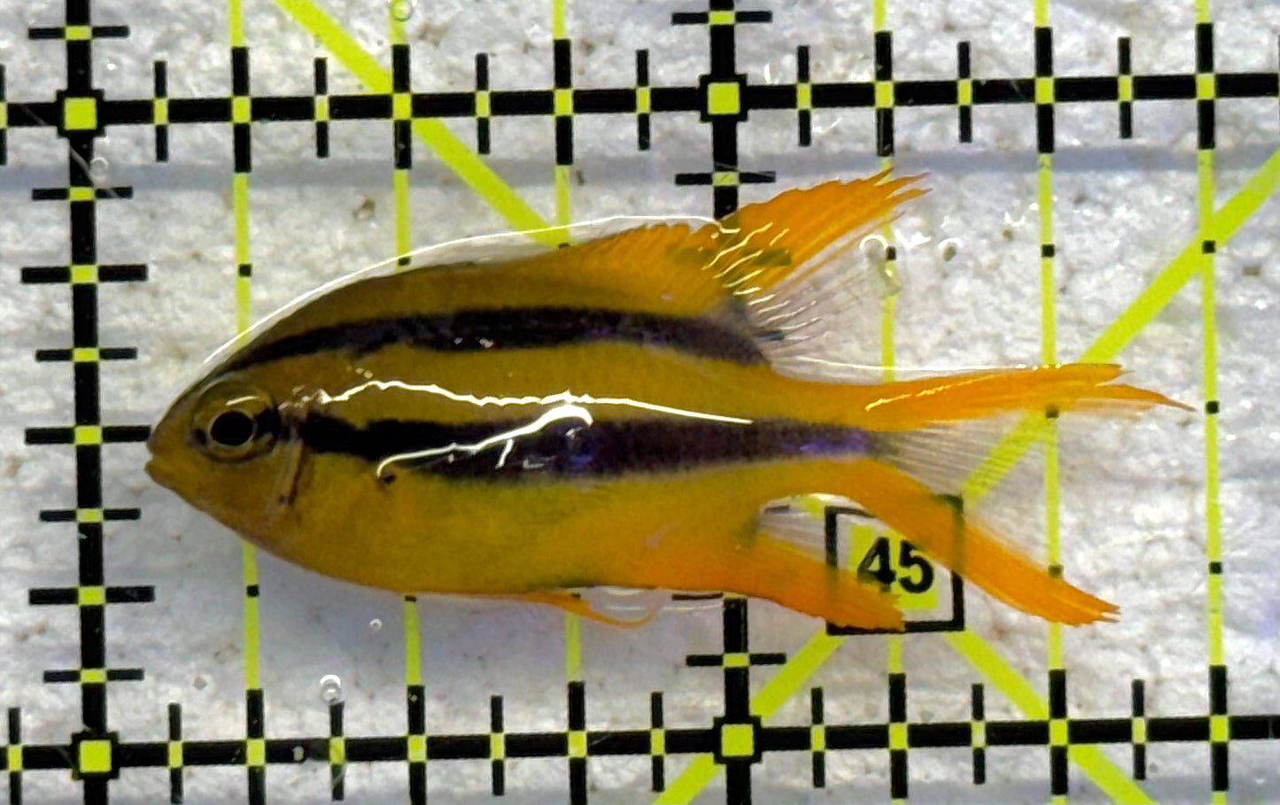 Black and Gold Chromis BGC041001 WYSIWYG Size: S 1.5" approx