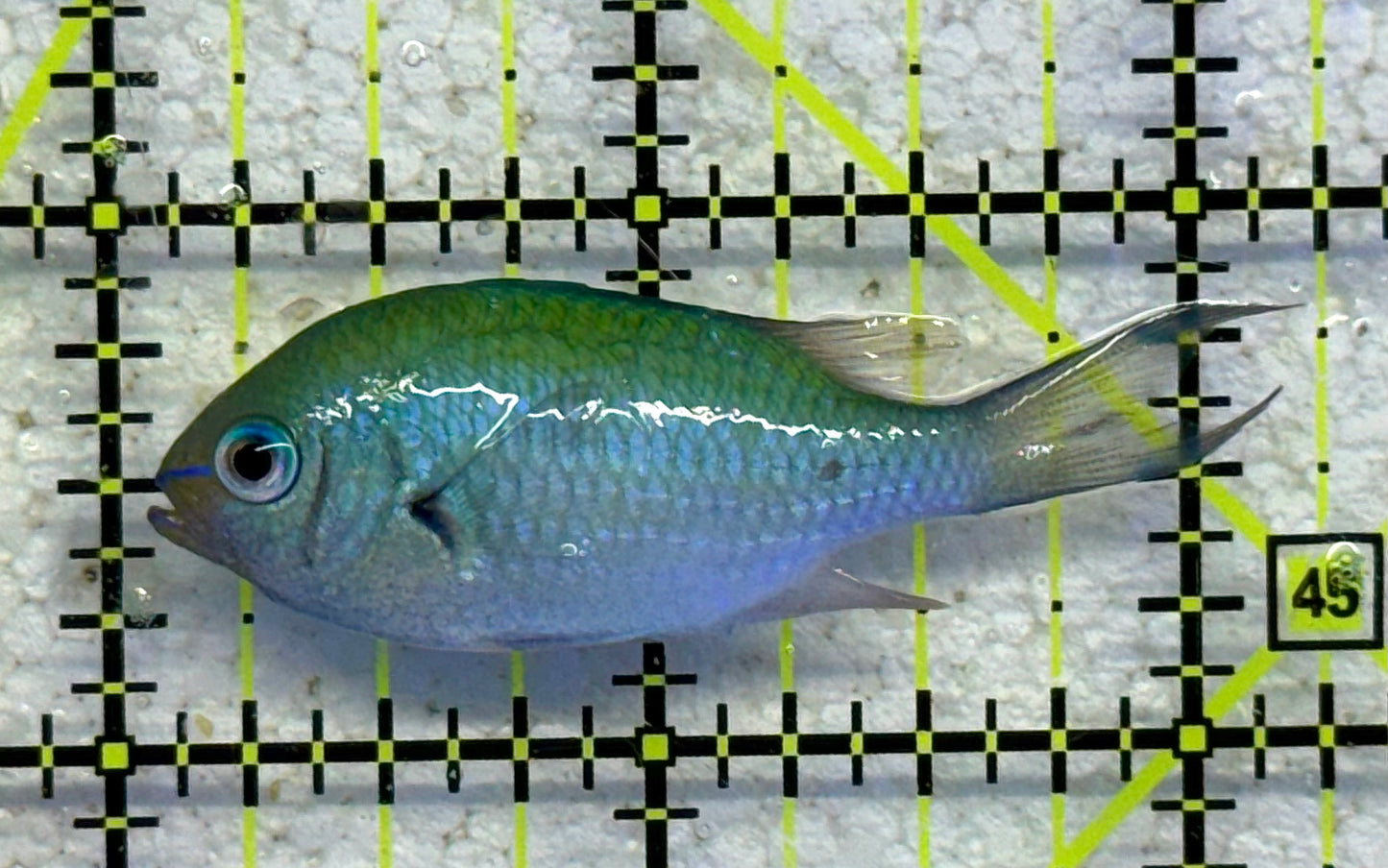 Green Chromis Fish GCF041102 WYSIWYG Size: M 2" approx