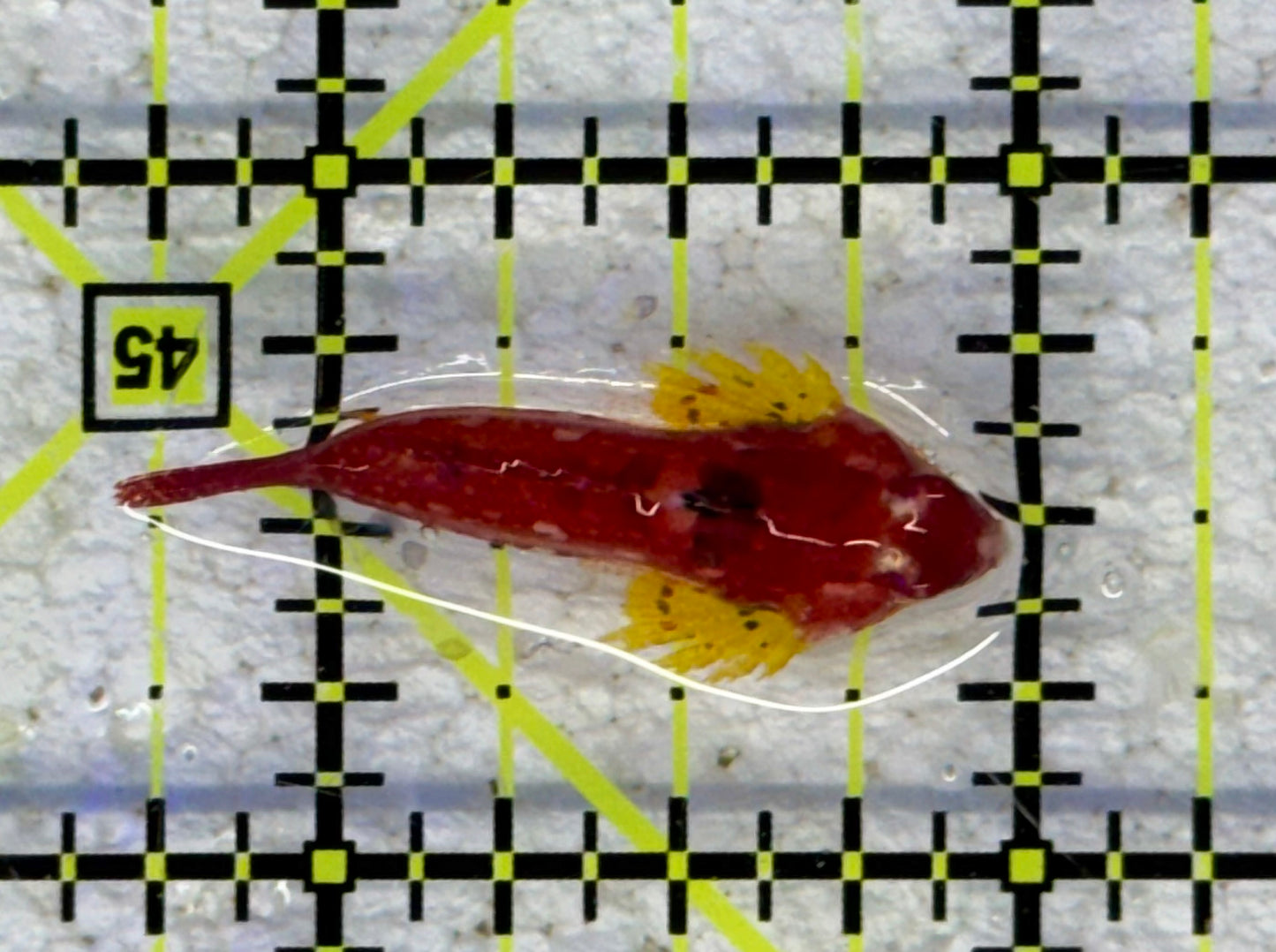 Red Scooter Dragonet RSD041101 WYSIWYG Size: S 1.25" approx