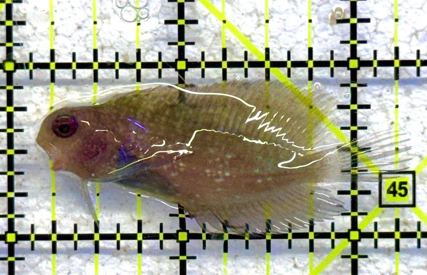 Starry Blenny SB041105 WYSIWYG Size: M 2" approx