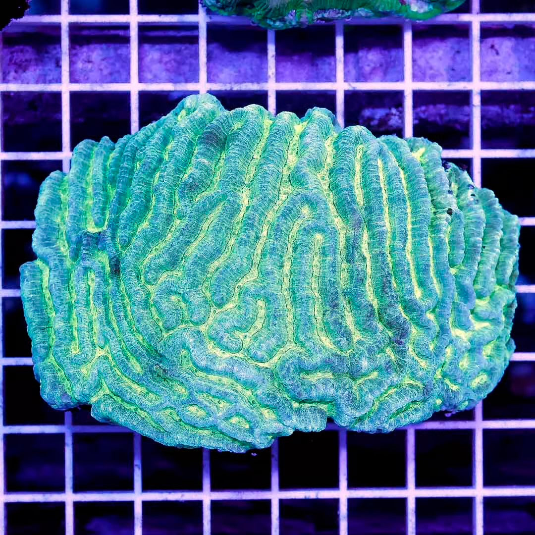 Neon Aussie Platygyra Mother Colony NAPMC030601 WYSIWYG