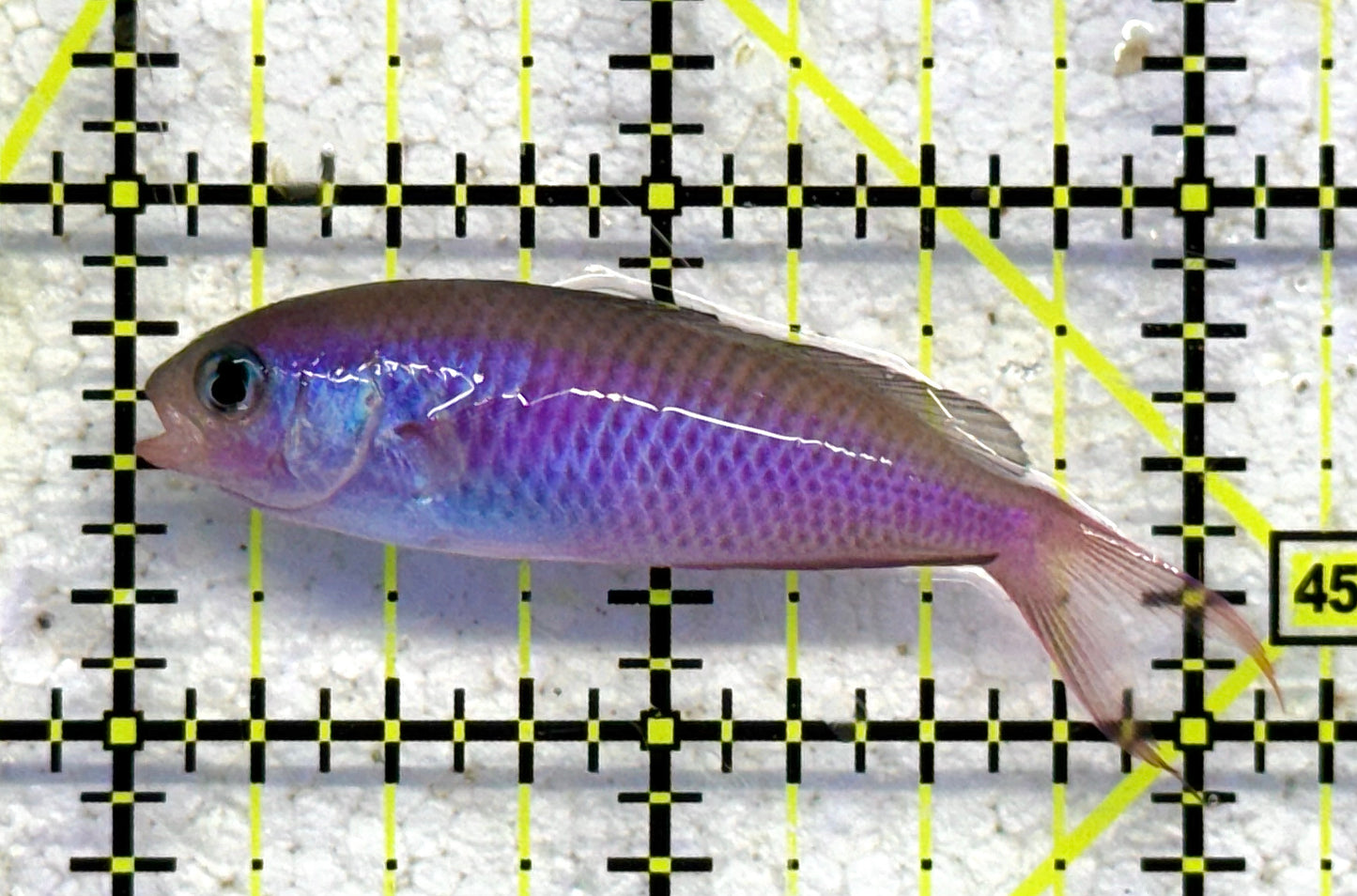 Fusilier Chromis FC041101 WYSIWYG Size: M 2" approx