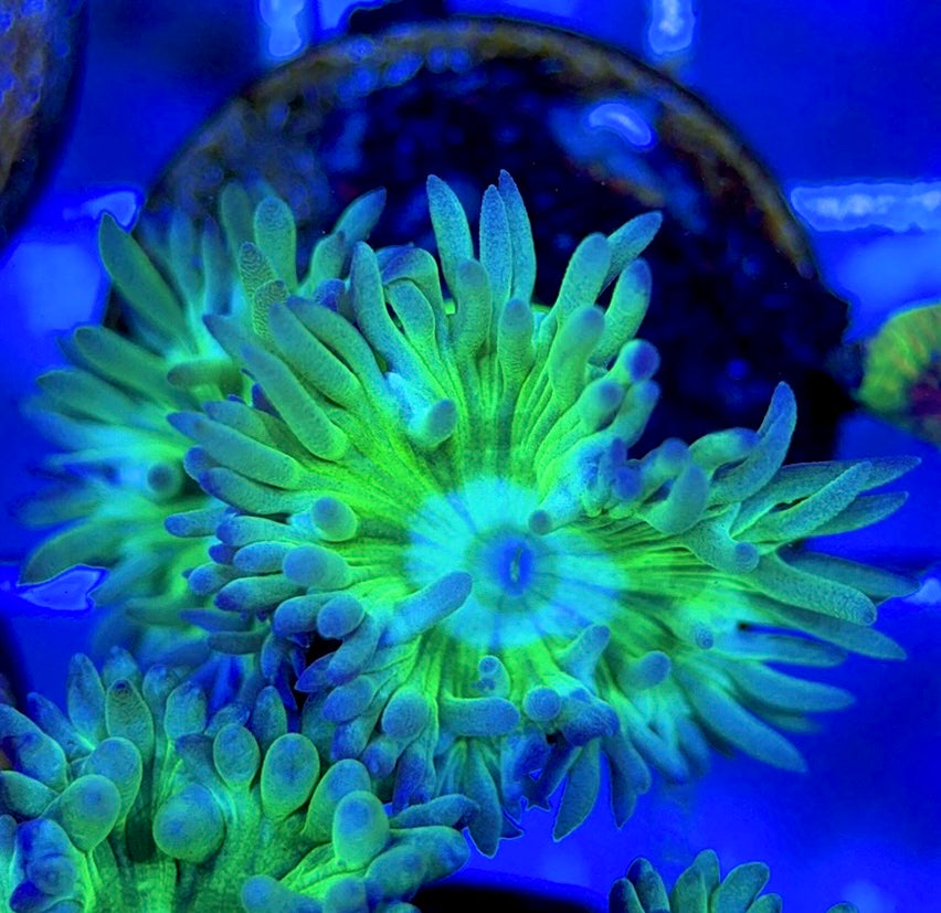 Neon Green Duncan Coral NGDC051301 WYSIWYG