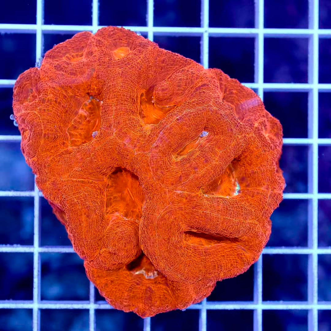 Neon Aussie Acan Bowerbanki Mother Colony NABMC030602 WYSIWYG