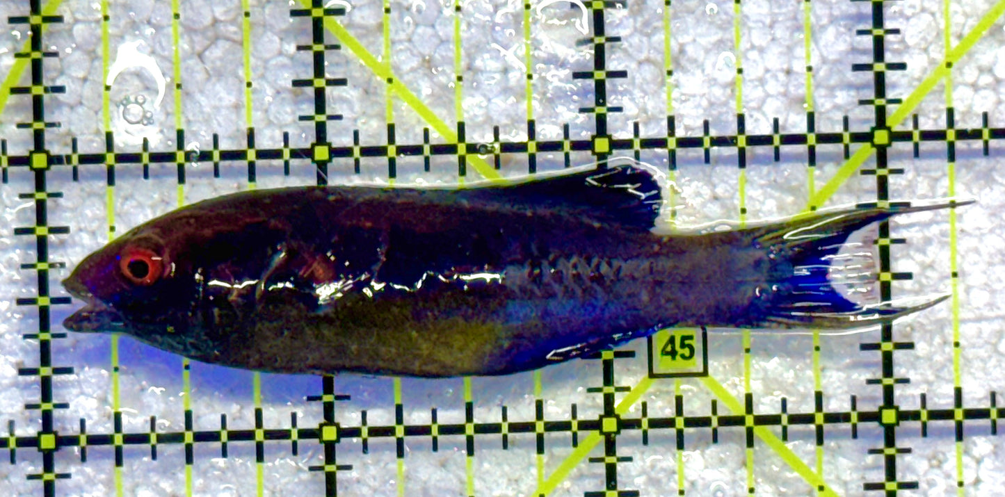 Brunneus Fairy Wrasse BFW041102 WYSIWYG Size: SHOW 2.5" approx