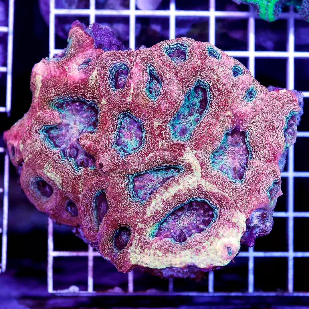 Ultra Aussie Acan Bowerbanki Mother Colony UABMC030601 WYSIWYG