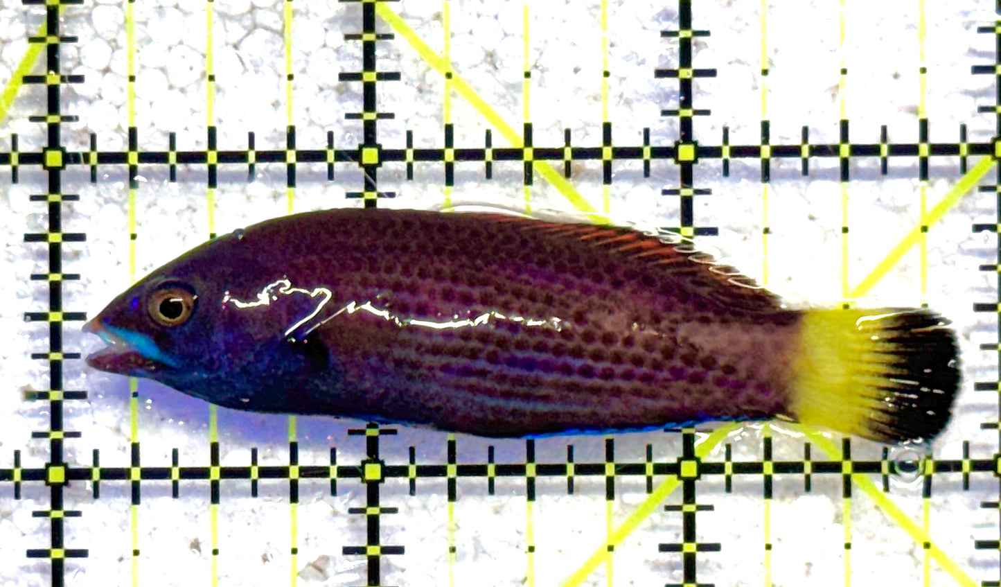 Chiseltooth Wrasse CW041101 WYSIWYG Size: XL 4" approx