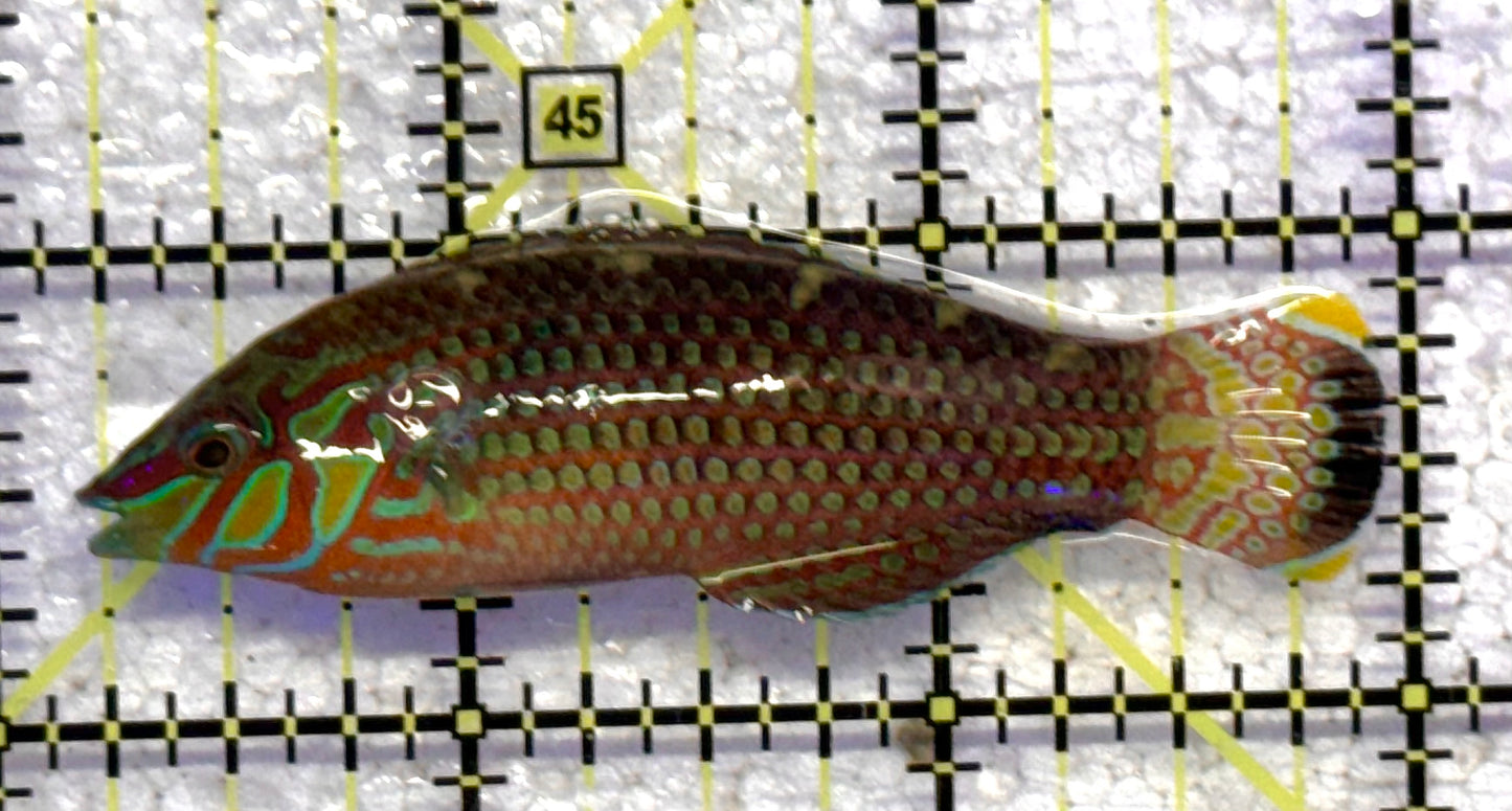 Melanurus Wrasse MW041101 WYSIWYG Size: XL 3.75" approx
