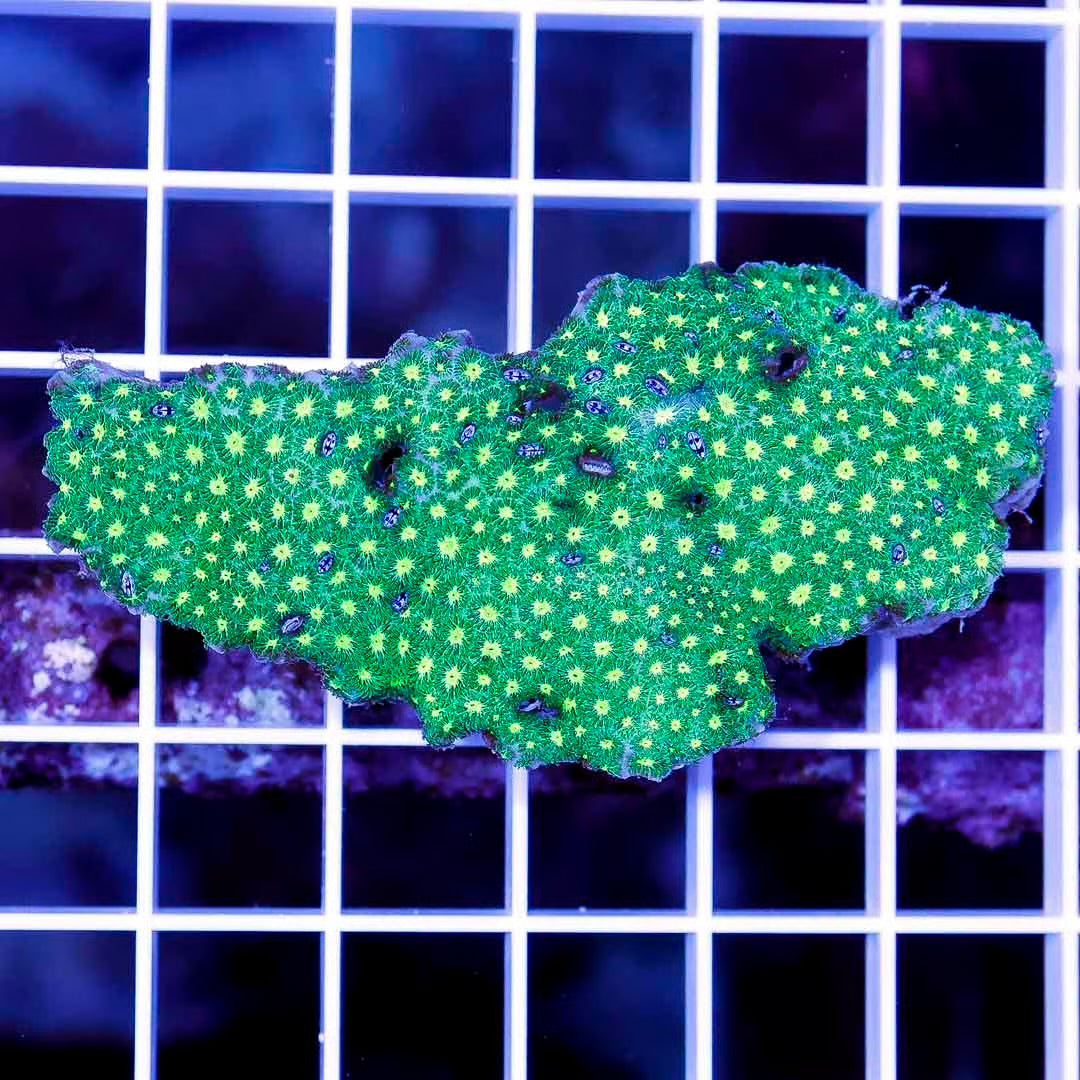 Aussie Assorted Ultra Lepthastrea Size: M 0.75" to 1" Frag - Violet Aquarium