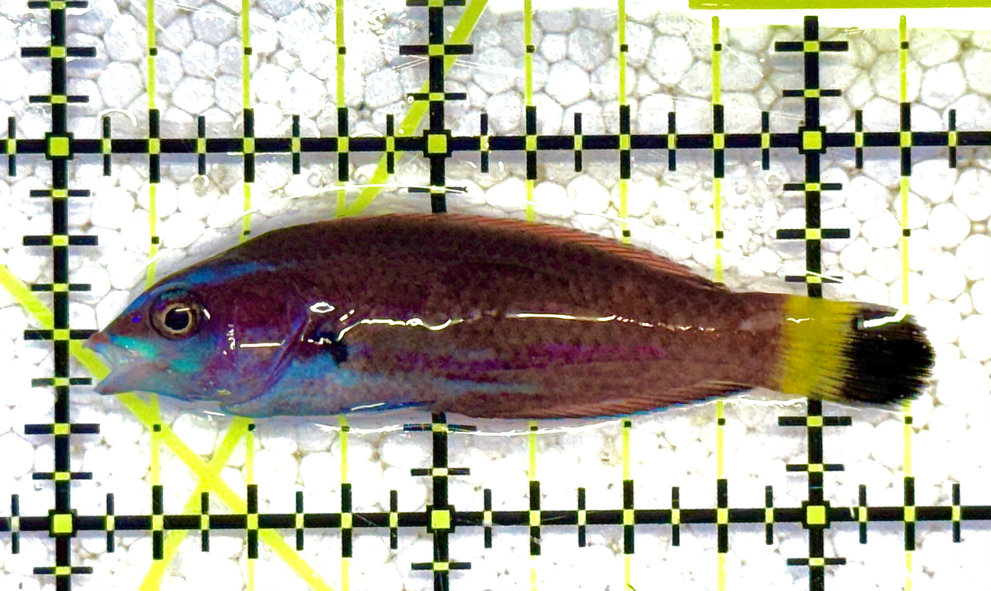 Chiseltooth Wrasse Juvenile CWJ041103 WYSIWYG Size: S 2.25" approx