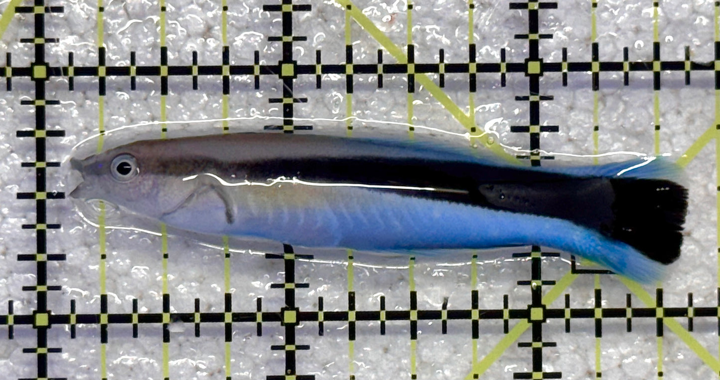 Blue Cleaner Wrasse BCW041102 WYSIWYG Size: XL 2.5" approx