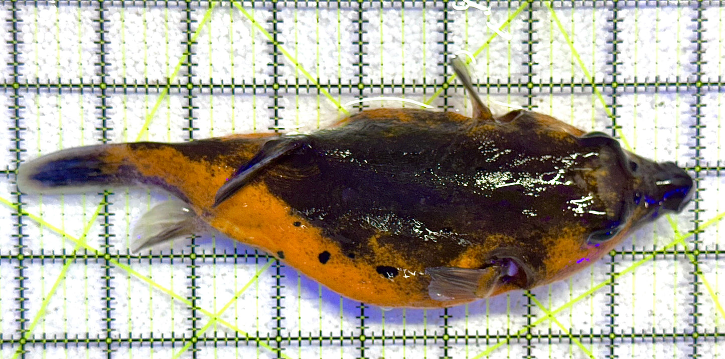Yellow Belly Dogface Pufferfish YBDP041101 WYSIWYG Size: XXL 8" approx