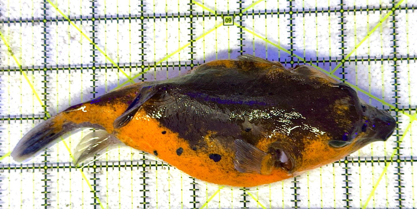 Yellow Belly Dogface Pufferfish YBDP041101 WYSIWYG Size: XXL 8" approx