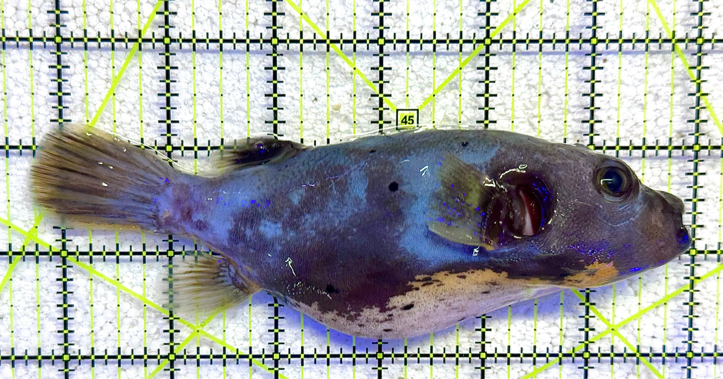 Yellow Belly Dogface Pufferfish YBDP041104 WYSIWYG Size: XL 6.25" approx