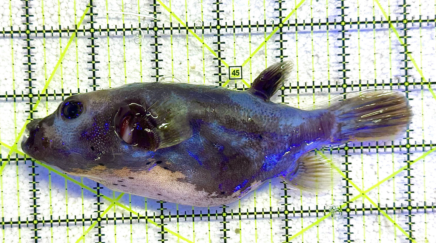 Yellow Belly Dogface Pufferfish YBDP041104 WYSIWYG Size: XL 6.25" approx