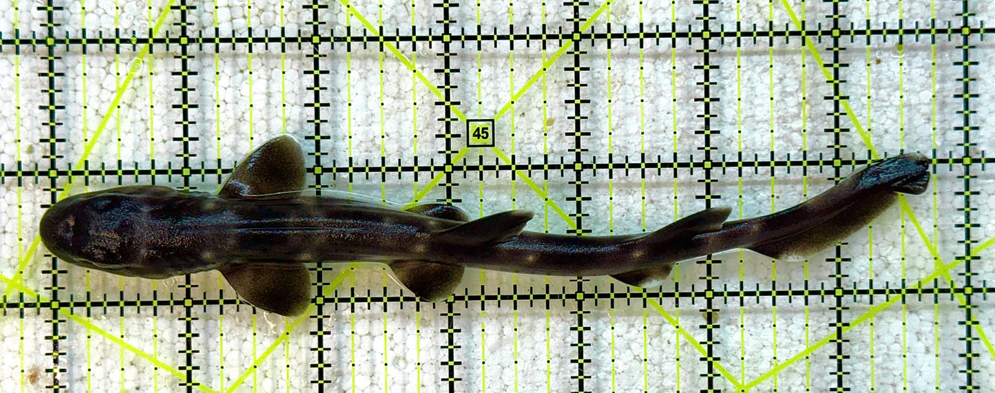 Marble Cat Shark MCS041101 WYSIWYG Size: M 7" approx