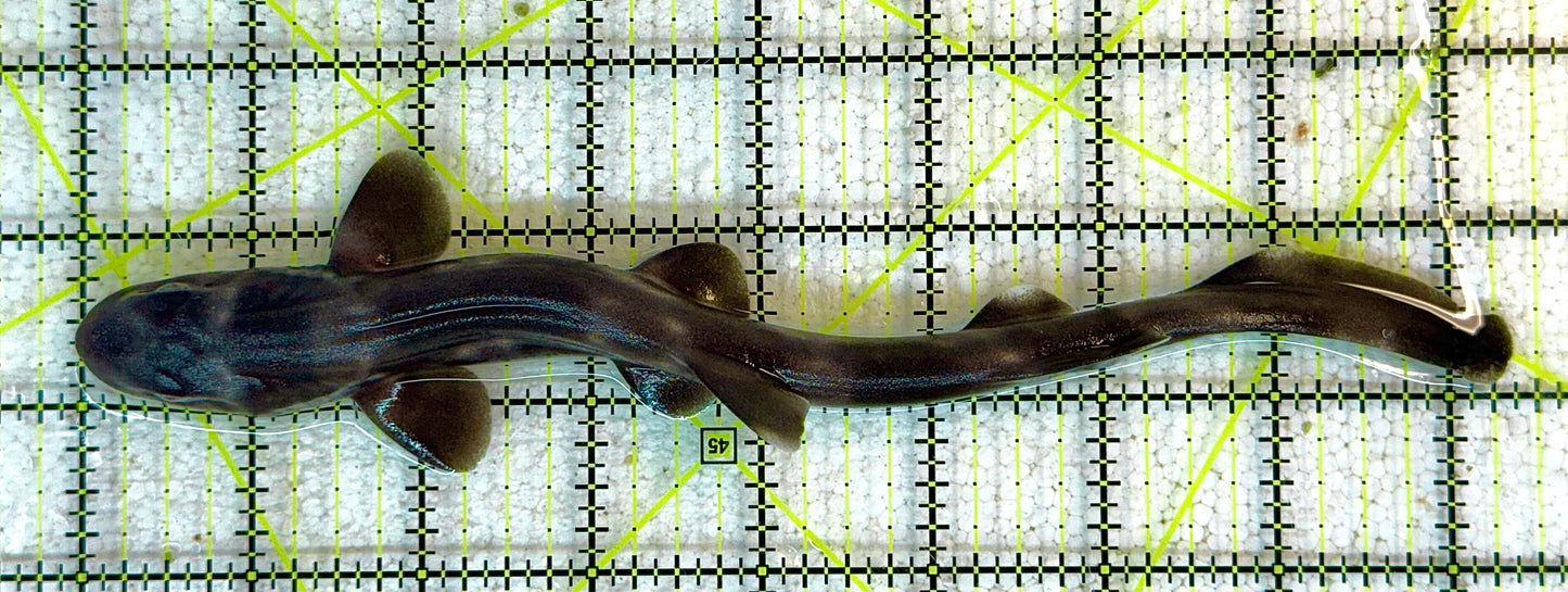 Marble Cat Shark MCS041103 WYSIWYG Size: M 8.5" approx