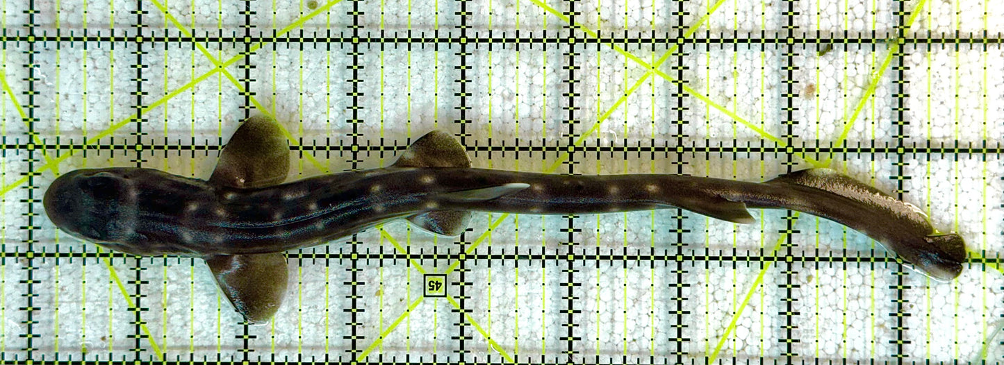 Marble Cat Shark MCS041104 WYSIWYG Size: M 8.5" approx