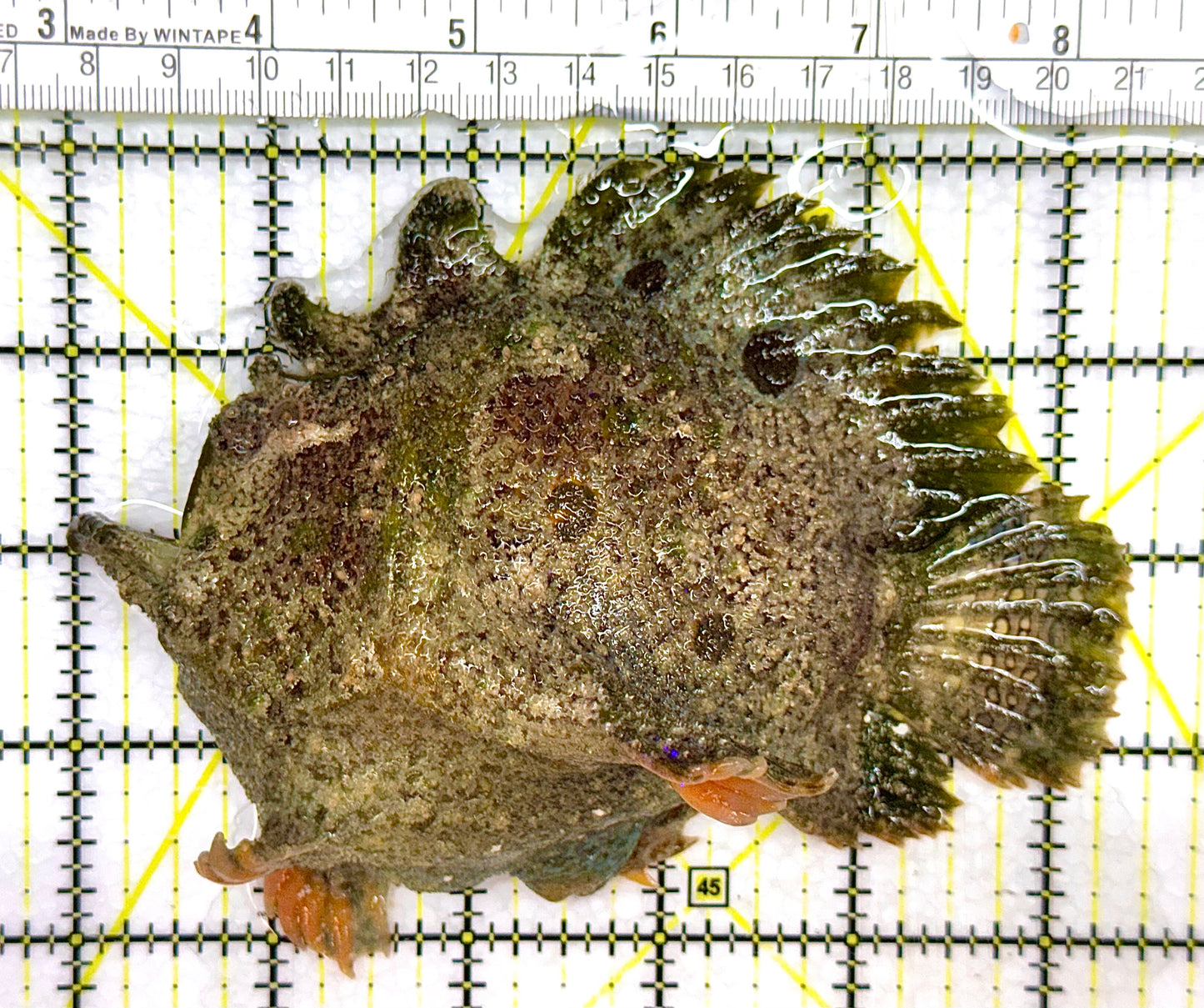 Angler A041101 WYSIWYG Size: XL 5.5" approx