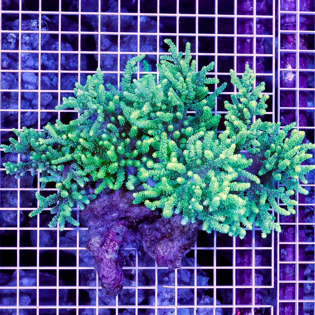 Ultra Neon Aussie Sinularia Mother Colony UNASMC031202 WYSIWYG