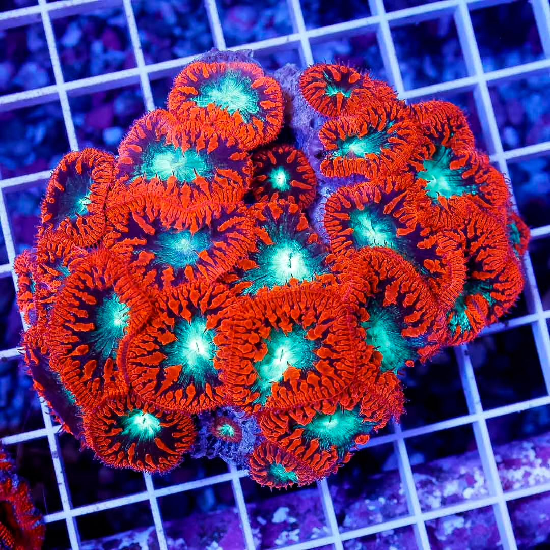 Toxic Aussie Blastomussa Size: S 0.5" to 1" Frag