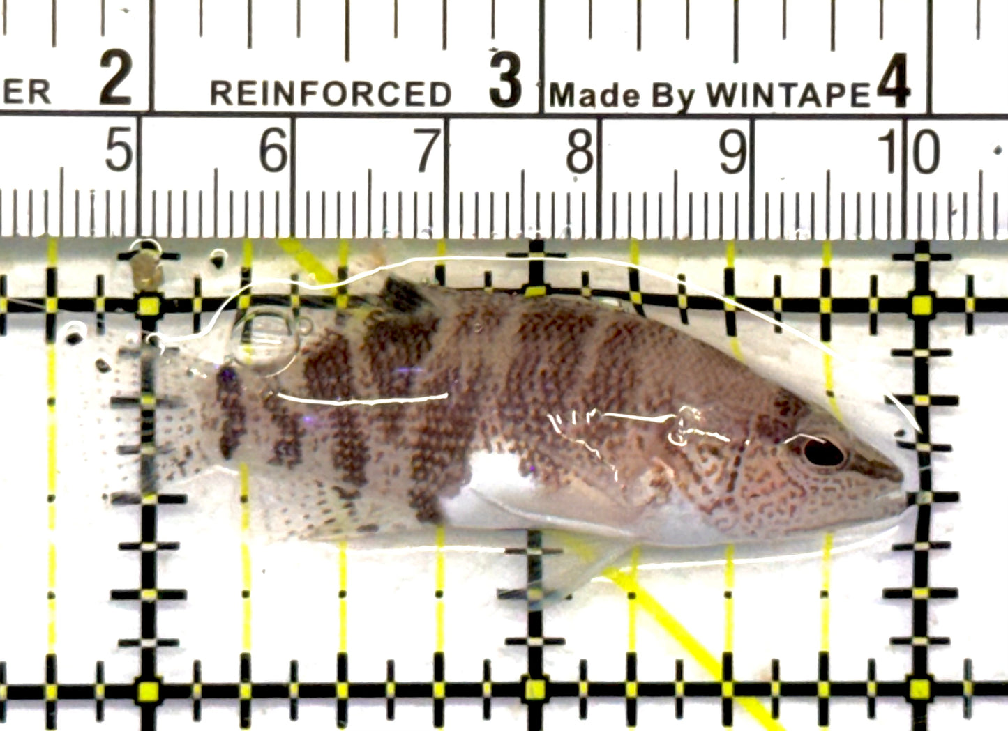 Belted sandfish BS041101 WYSIWYG Size: S 2" approx