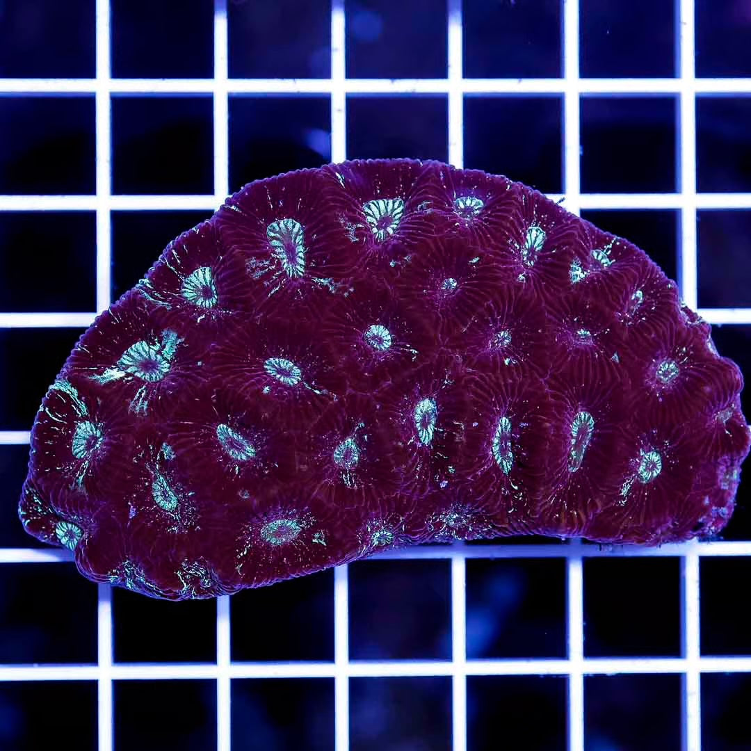 Met Aussie Goniastrea Mother Colony MAGMC031202 WYSIWYG