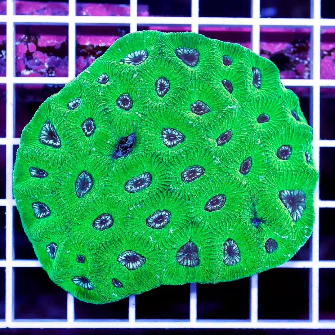 Neon Aussie Goniastrea Mother Colony NAGMC031203 WYSIWYG