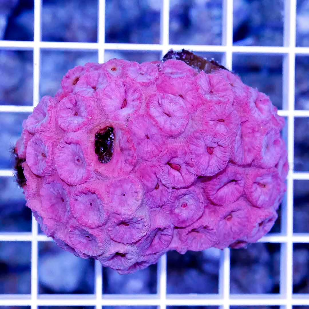Aussie Pink Tubastrea Mother Colony APTMC031201 WYSIWYG