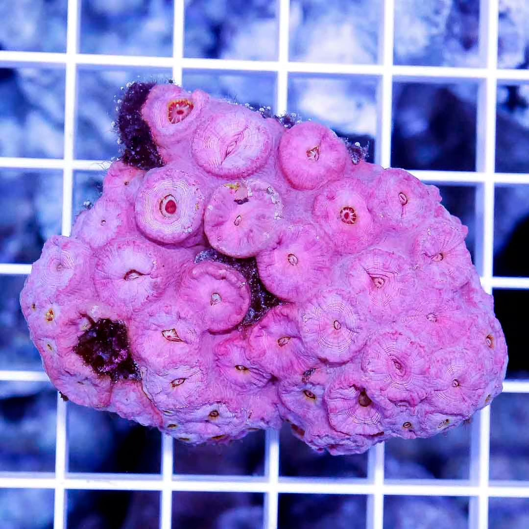 Aussie Pink Tubastrea Mother Colony APTMC031202 WYSIWYG