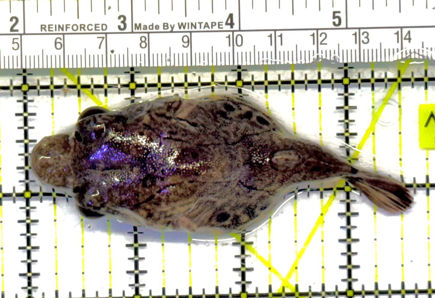 Pignose Puffer PP041001 WYSIWYG Size: L 3.5" approx