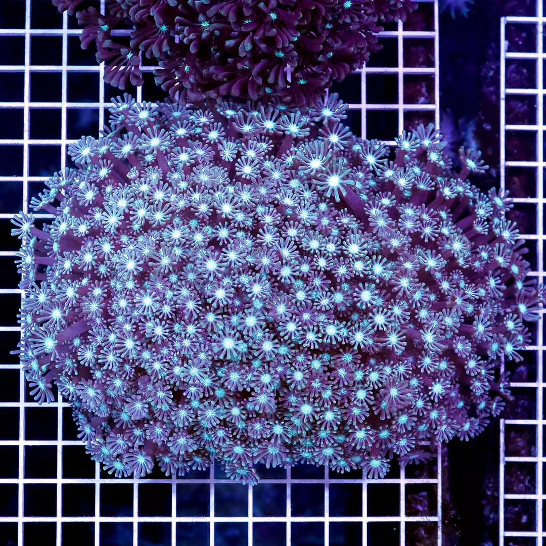 Aussie Ultra Alveopora Size: M 0.75" to 1" - Violet Aquarium