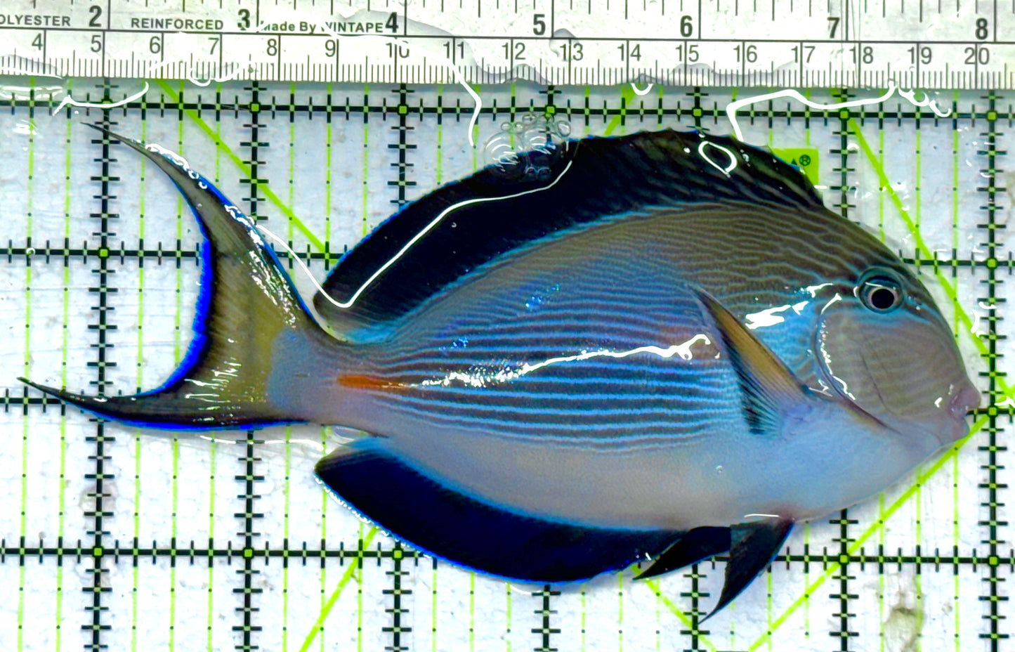 Sohal Tang (Red Sea) ST041301 WYSIWYG Size: XL 6.5" approx