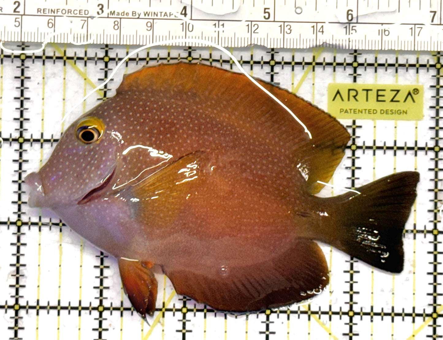 Yellow Eye Kole Tang (Spotted) YEKT041301 WYSIWYG Size: L 4.75" approx